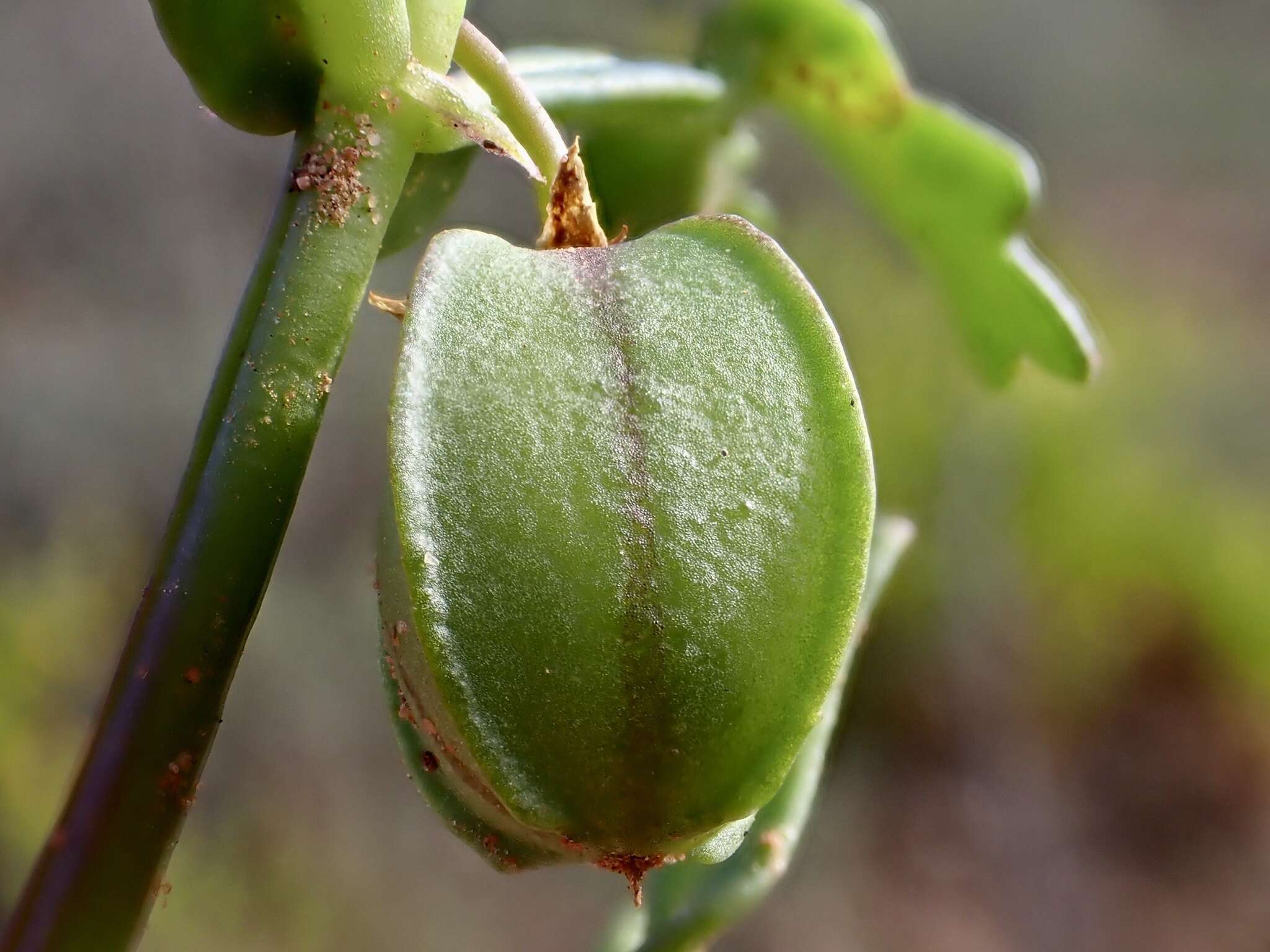 Image de Roepera crenata (F. Müll.) Beier & Thulin