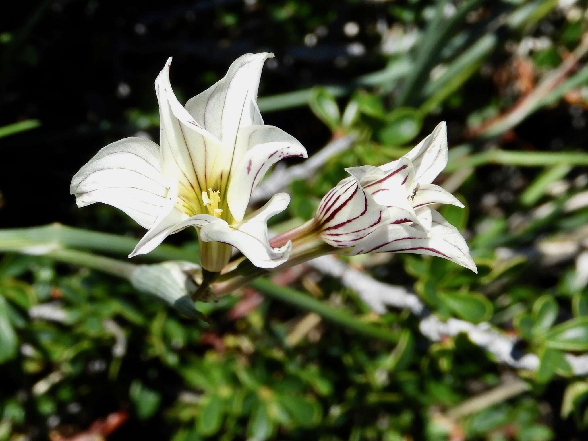 Image de Olsynium biflorum (Thunb.) Goldblatt