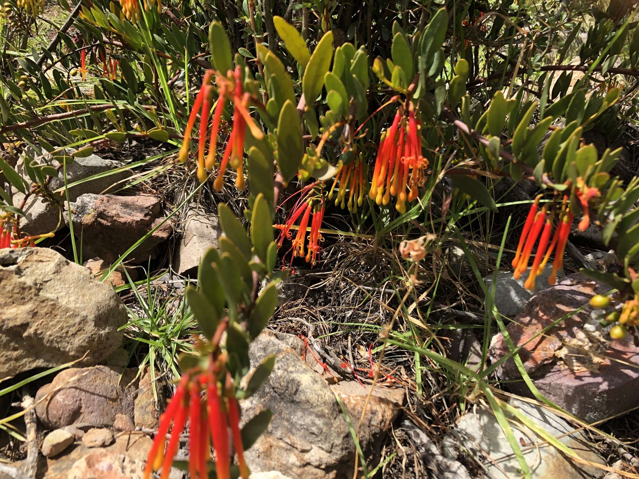 Image of Tristerix penduliflorus J. Kuijt