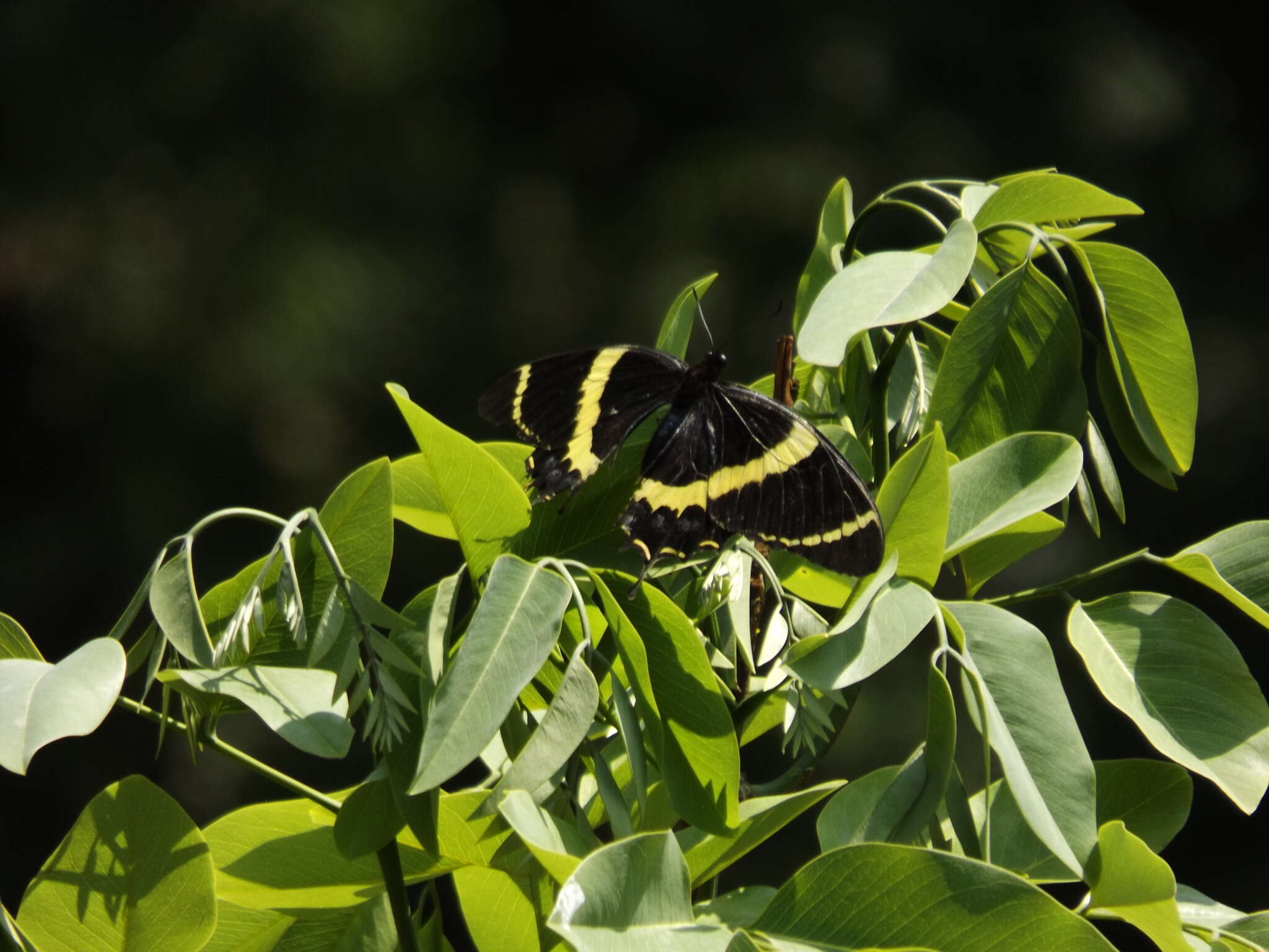 Image of <i>Papilio <i>garamas</i></i> garamas