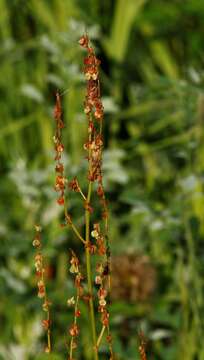 Image of Lapland Sorrel