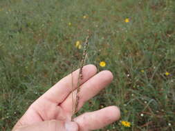 Paspalum floridanum Michx. resmi