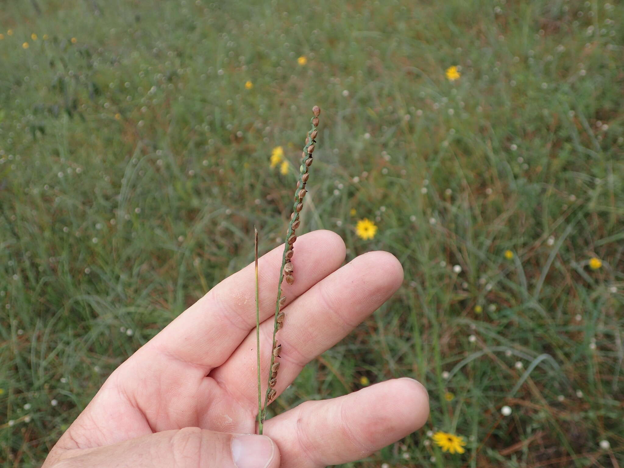 Paspalum floridanum Michx. resmi