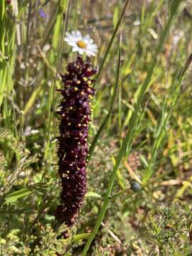 Image of Wurmbea recurva B. Nord.