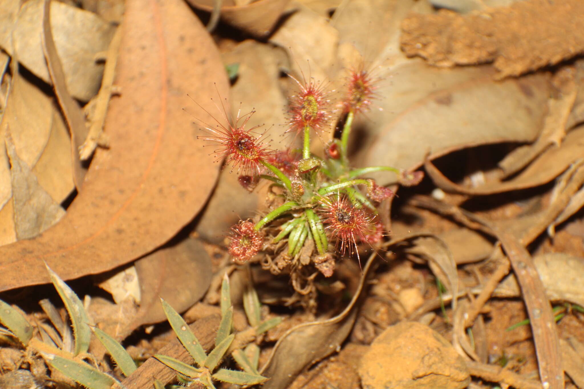 Image of Drosera scorpioides Planch.