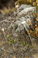 Plancia ëd Anaphalioides alpina (Cockayne) D. Glenny