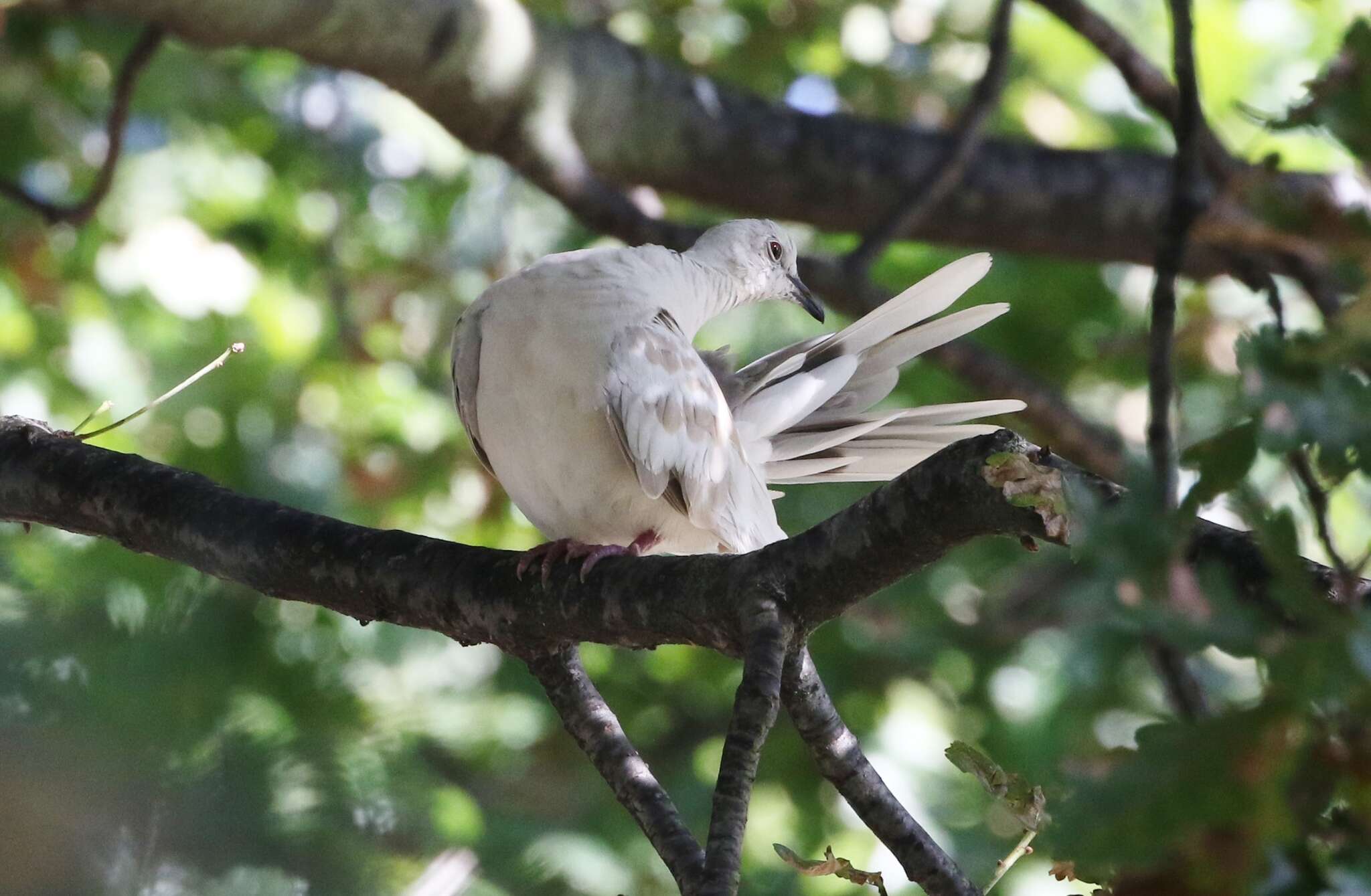 Image of African Collared Dove