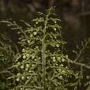 Image of Hymenophyllum caudiculatum var. productum (C. Presl) C. Chr.