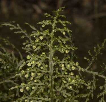 Image de Hymenophyllum caudiculatum var. productum (C. Presl) C. Chr.