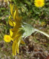 صورة Gazania rigens var. uniflora (L. fil.) Rössl.