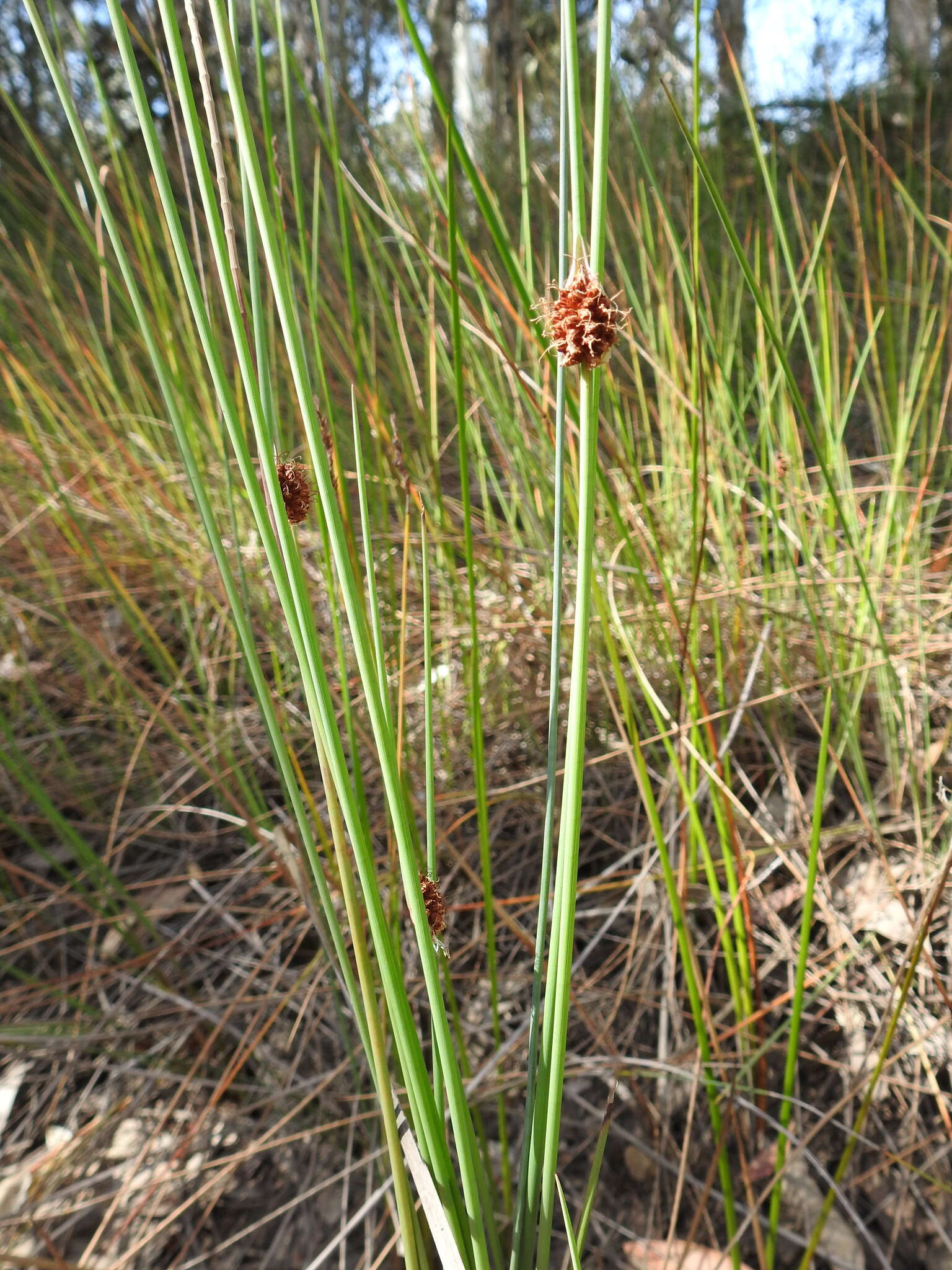 Image of Chorizandra cymbaria R. Br.