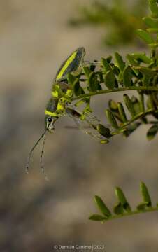 Image of Naupactus sulphurfer Pascoe 1881