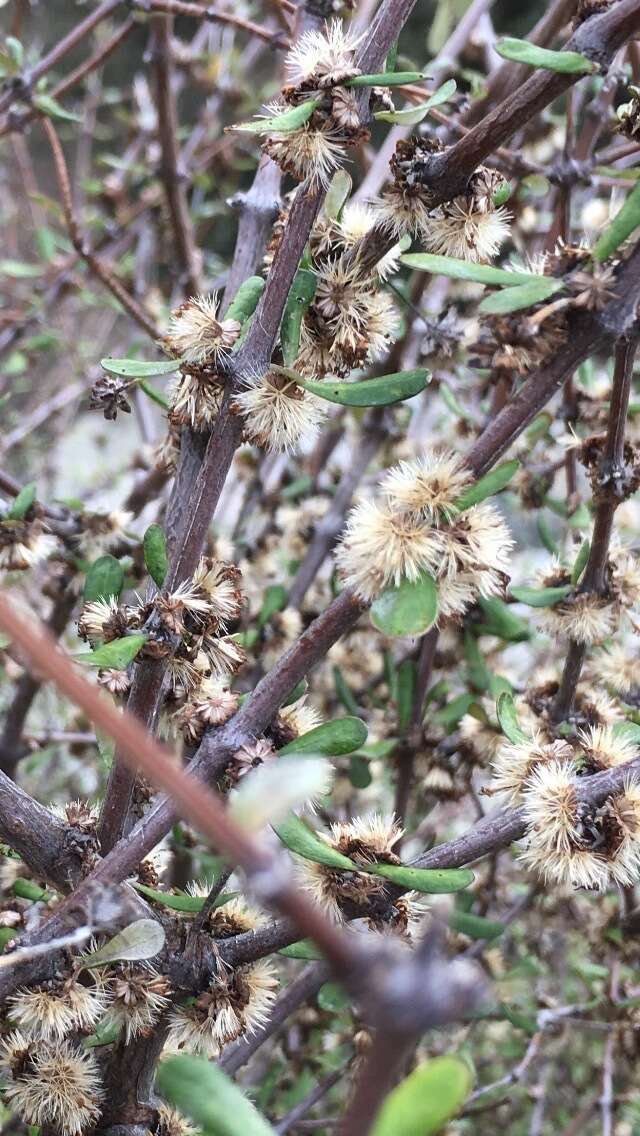 Image of Olearia odorata Petrie