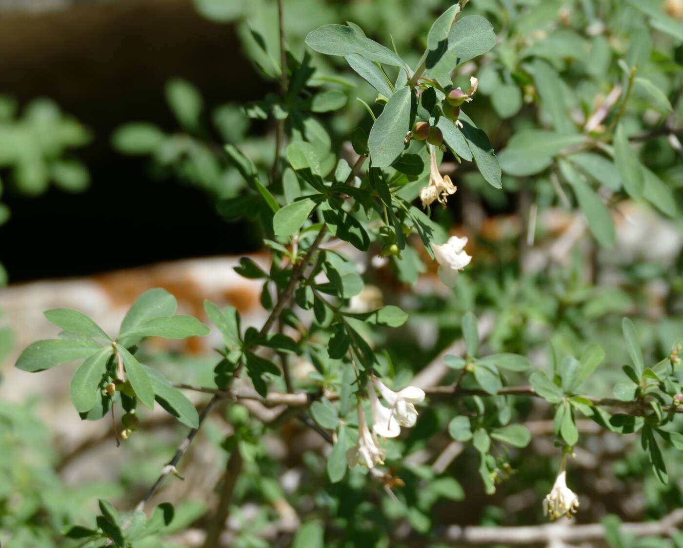 Image of Lonicera pyrenaica L.