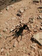 Image of Acanthoscurria cordubensis Thorell 1894