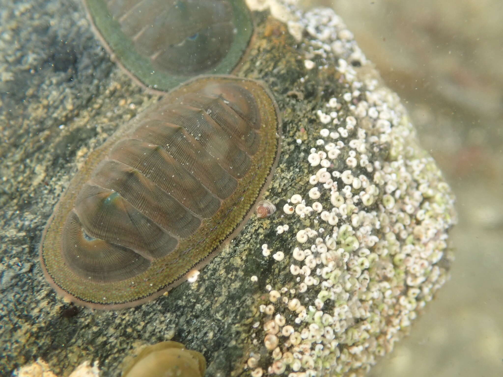 Image of Coelotrochus chathamensis (Hutton 1873)