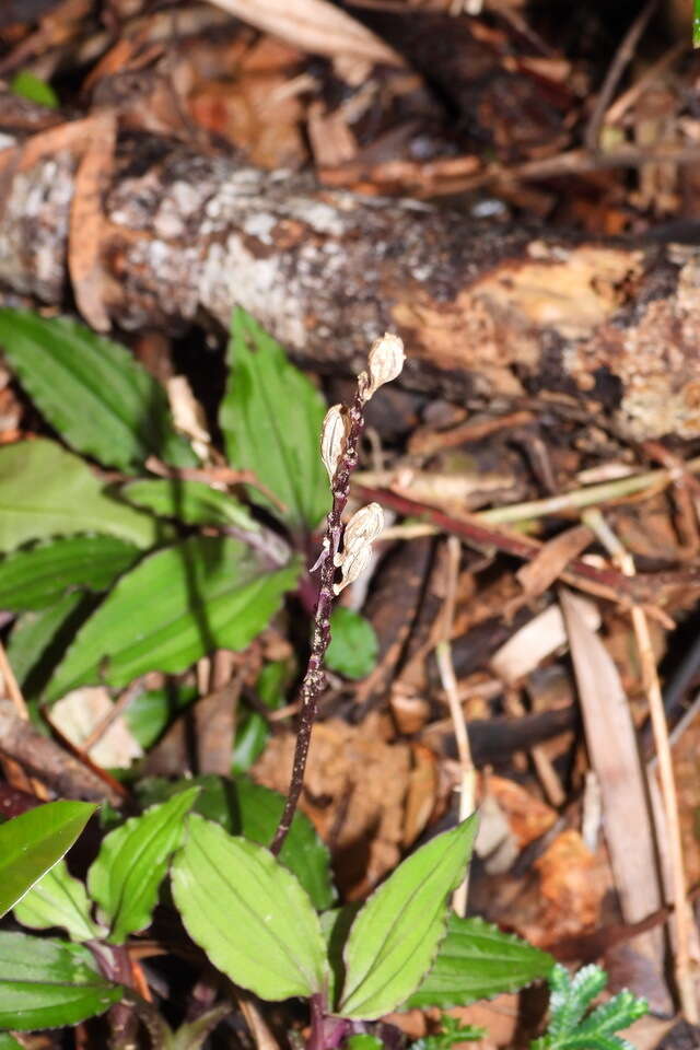 Crepidium roohutuensis (Fukuy.) T. P. Lin的圖片