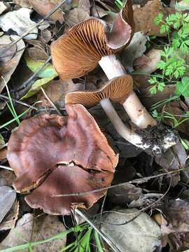 Слика од Cortinarius ohlone Bojantchev 2013