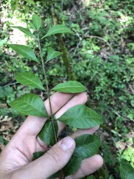 Image of Upland Swamp-Privet