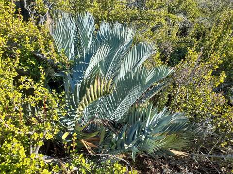 Image de Encephalartos lehmannii Lehm.