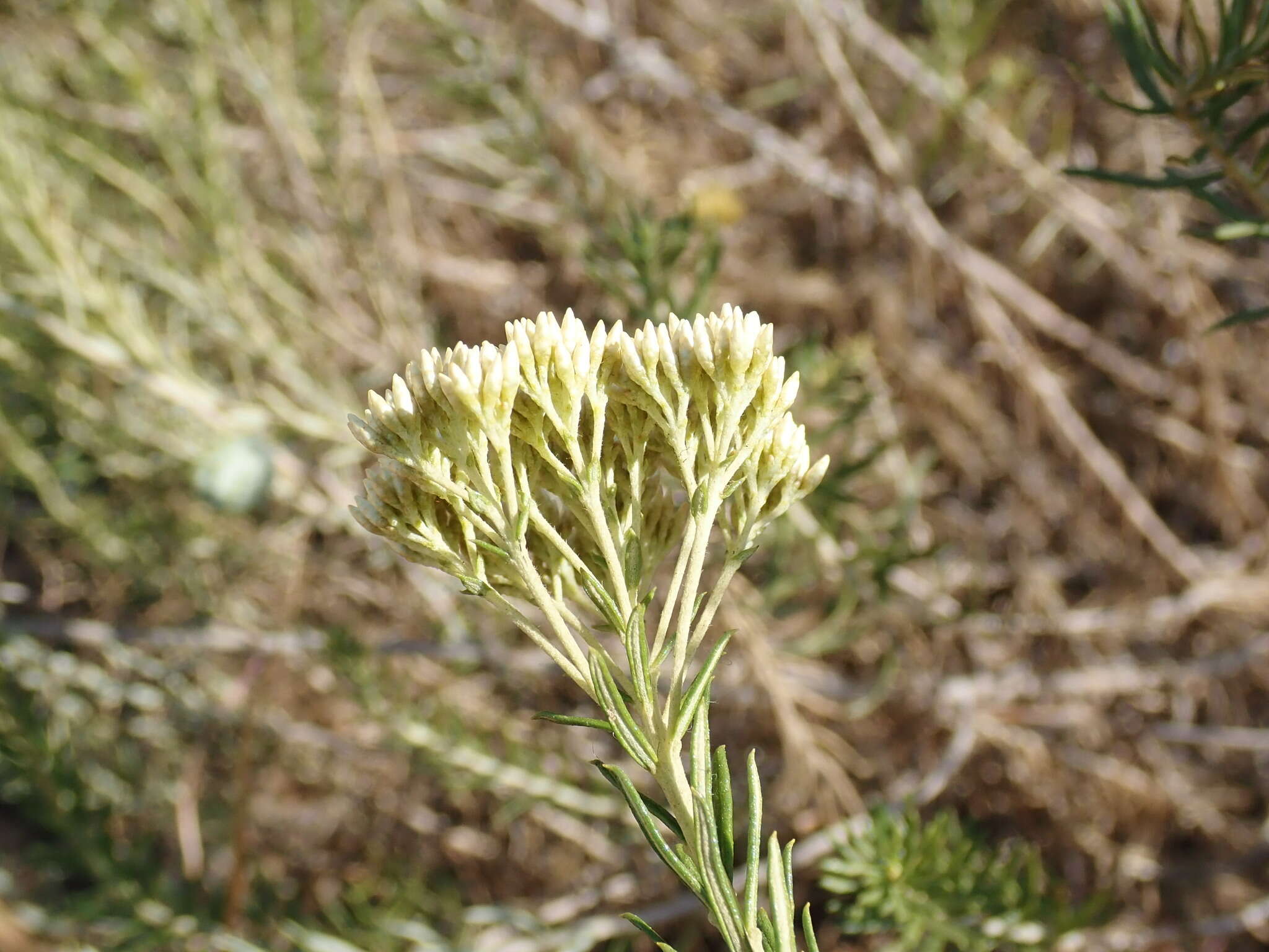 Imagem de Helichrysum kraussii Sch. Bip.