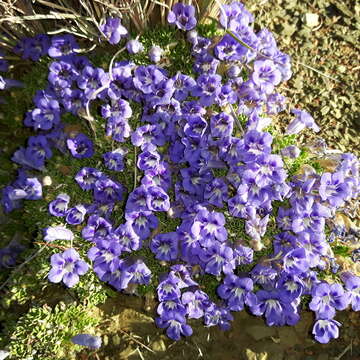 Image of Aptosimum procumbens (Lehm.) Burch. ex Steud.