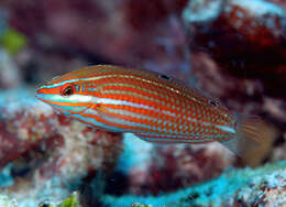 صورة Halichoeres biocellatus Schultz 1960