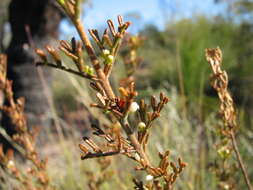 Imagem de Cyanothamnus occidentalis