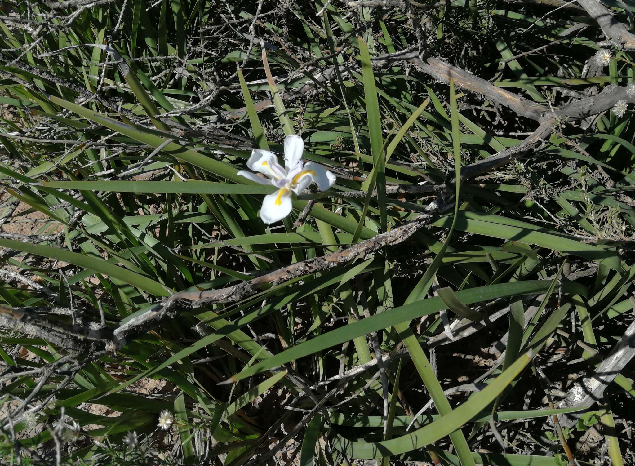 Image of Wild iris