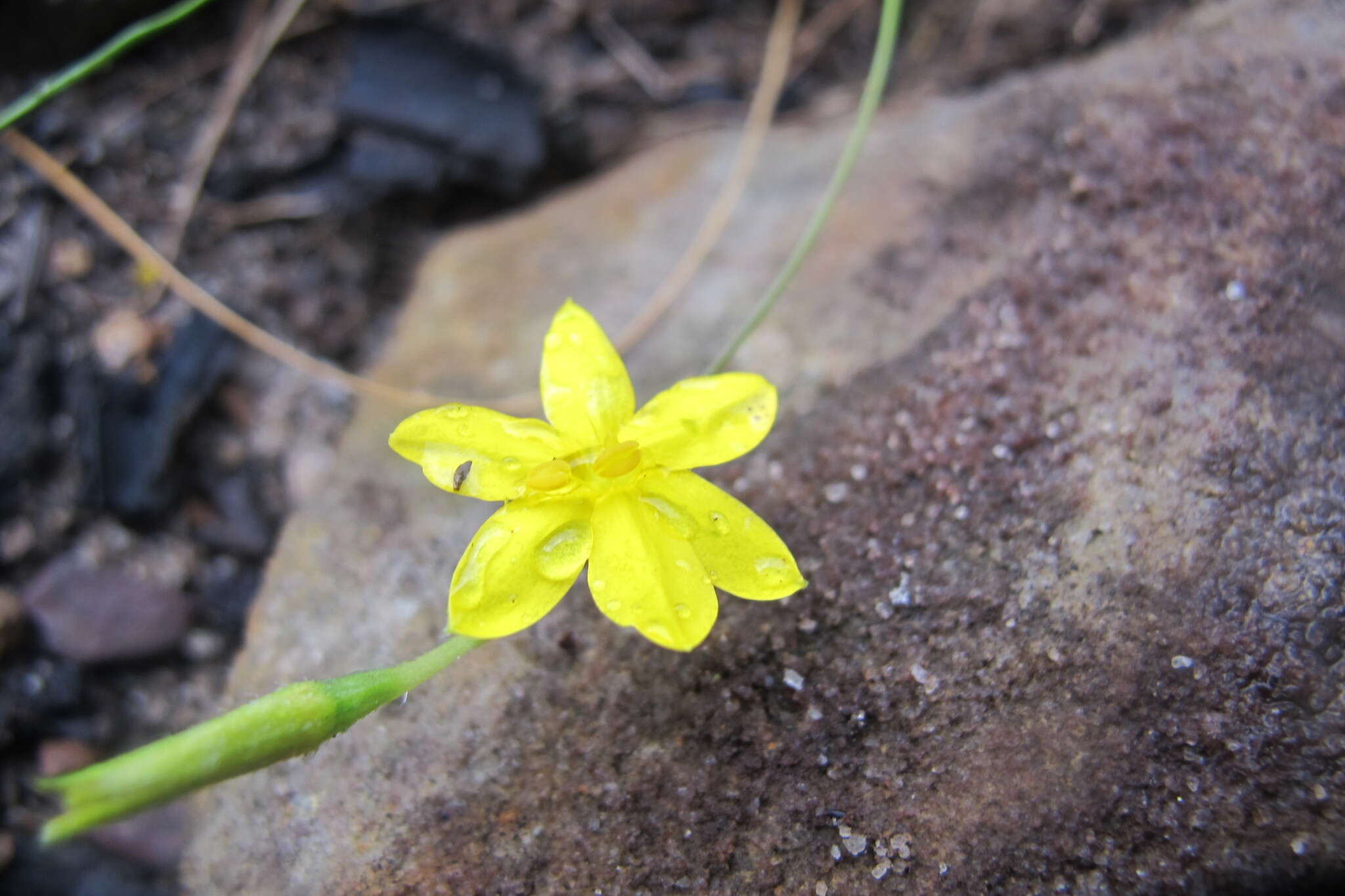 Image of Hypoxis longifolia Baker