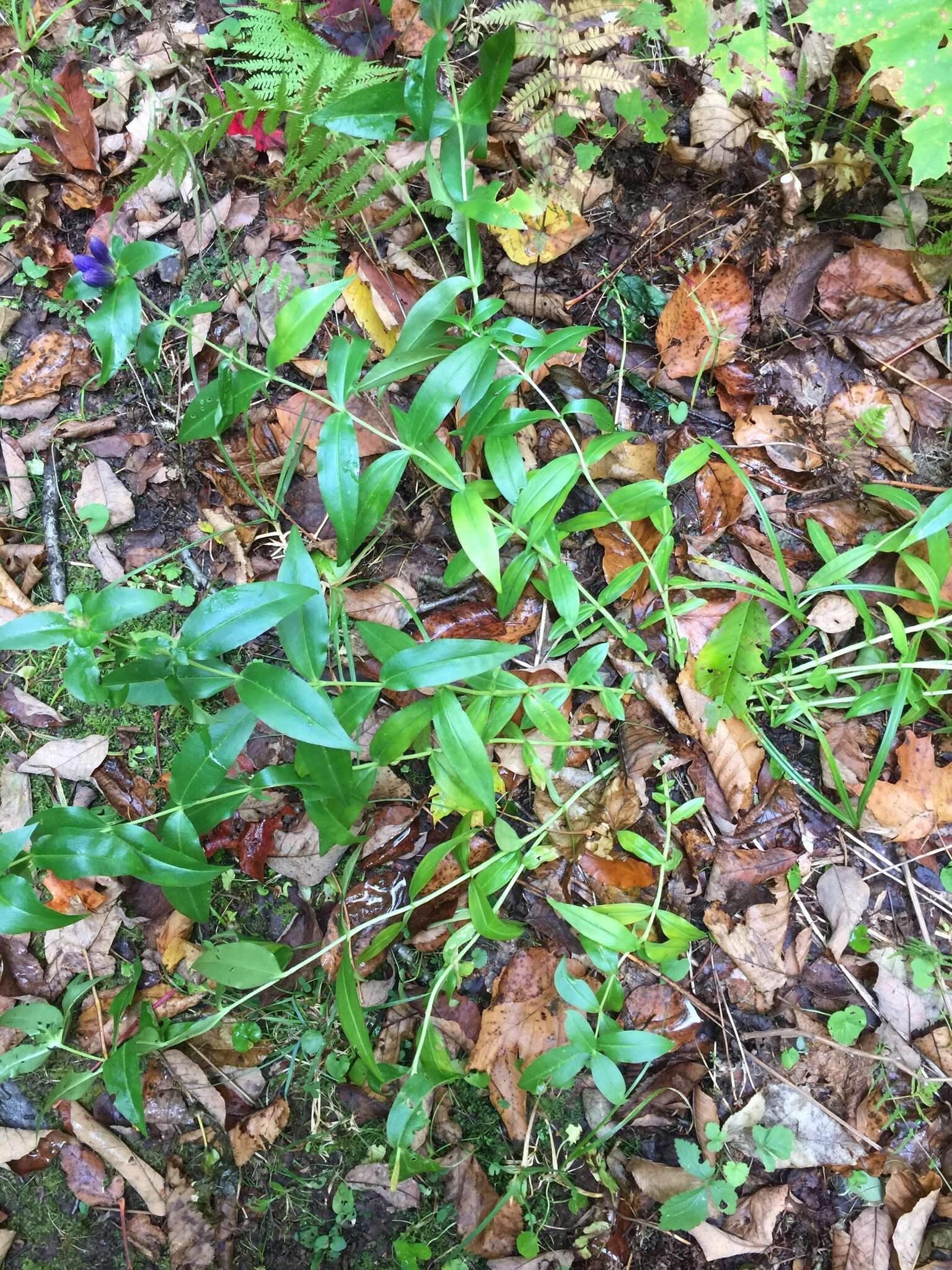 Image of bottle gentian