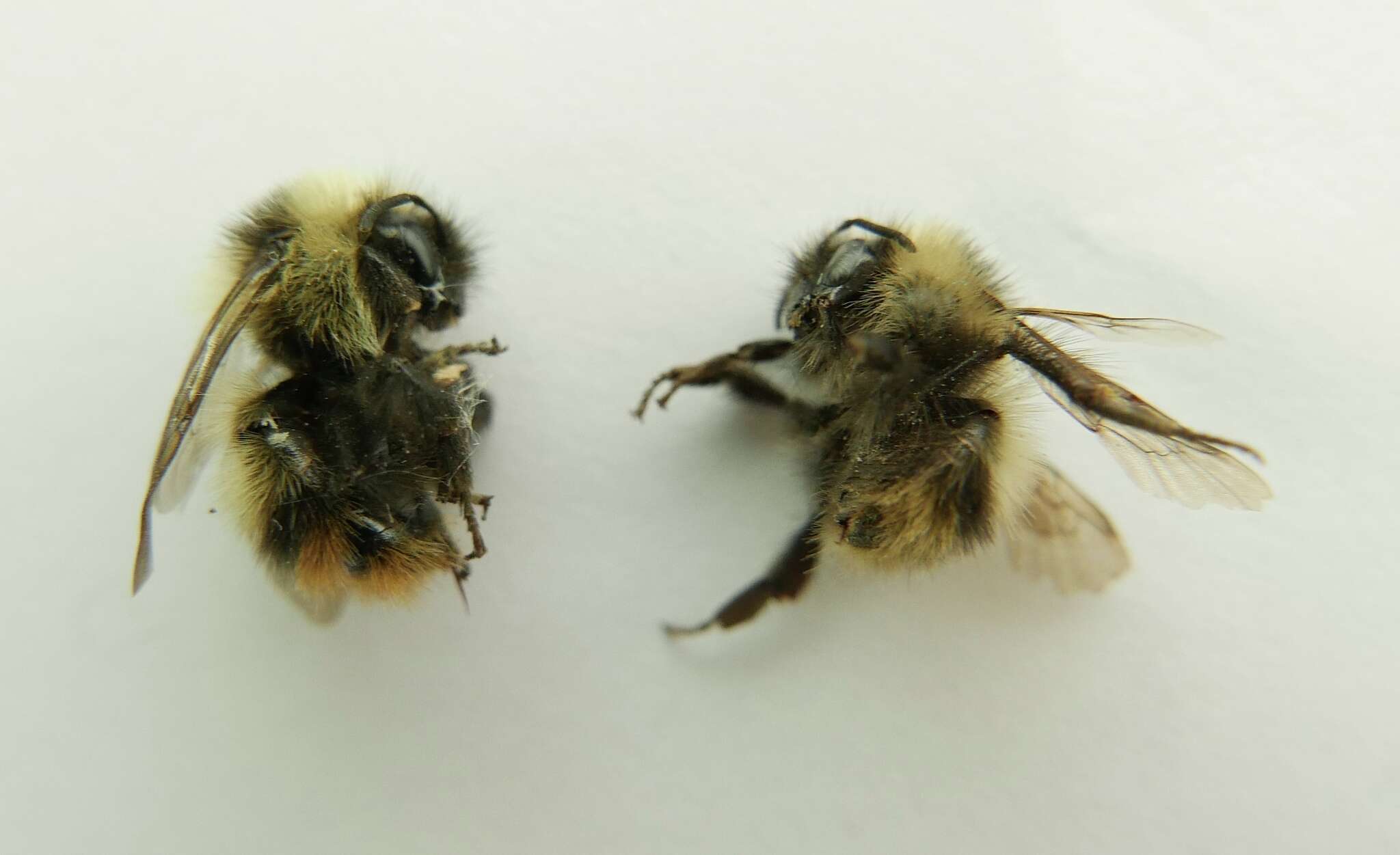 Image of Frigid Bumble Bee