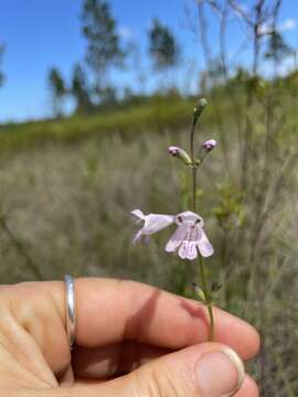 Image of Godfrey's False Dragonhead