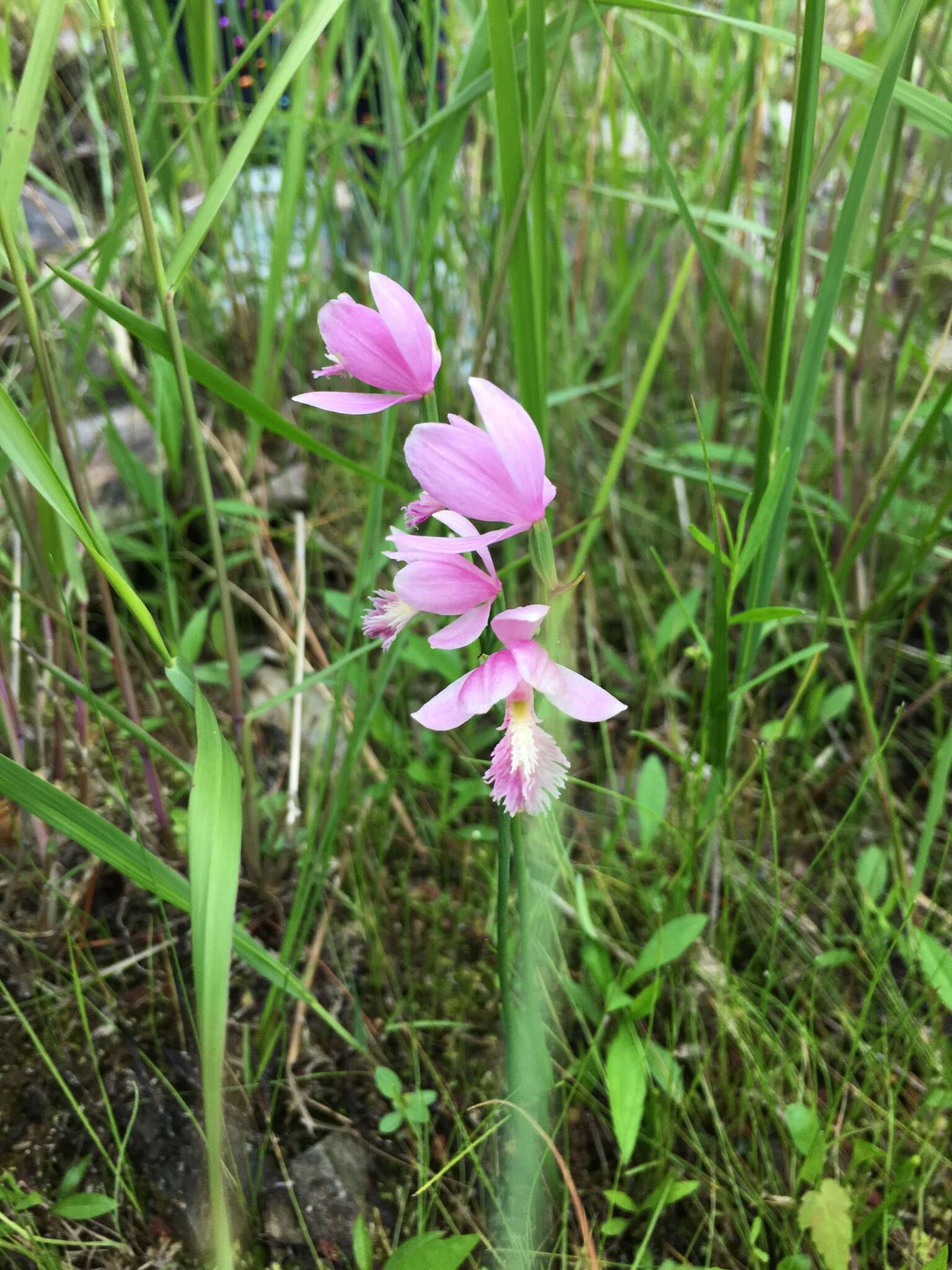 Image of snakemouth orchid