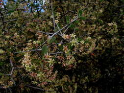 Image of Gloveria integrifolia (L. fil.) M. Jordaan