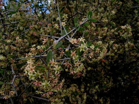 Plancia ëd Gloveria integrifolia (L. fil.) M. Jordaan