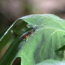 Image of Hermetia lativentris Bellardi 1859