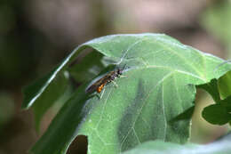 Image of Hermetia lativentris Bellardi 1859