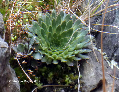 Image of Saxifraga florulenta Moretti