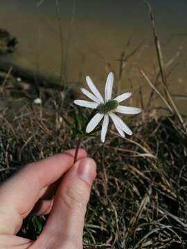 Anemone berlandieri Pritz. resmi