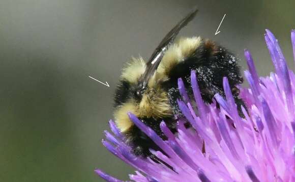 Слика од Bombus rufocinctus Cresson 1864