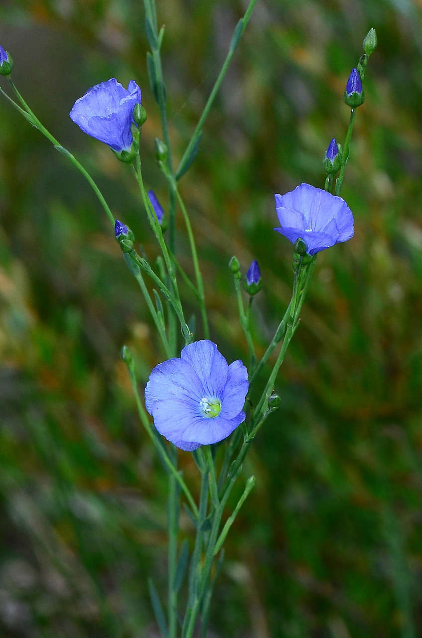 Image of Linum marginale A. Cunningham