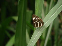 Image de Neptis hylas luculenta Fruhstorfer 1907