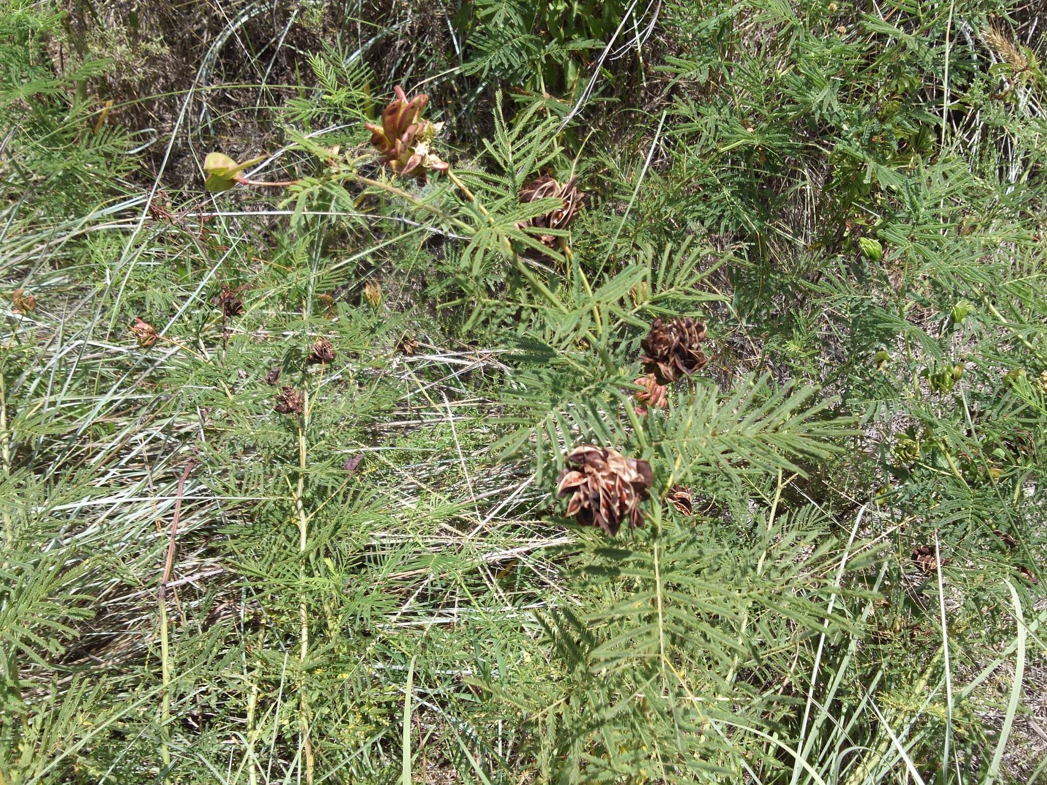 Image de Desmanthus illinoensis (Michx.) MacMill.