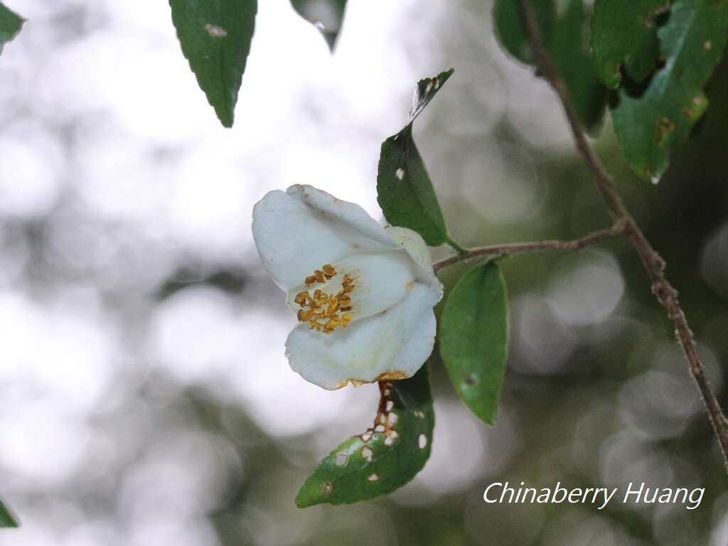 Imagem de Camellia lutchuensis Ito ex Ito & Matsum.