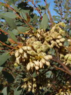 Image of Eucalyptus kessellii subsp. eugnosta L. A. S. Johnson & K. D. Hill