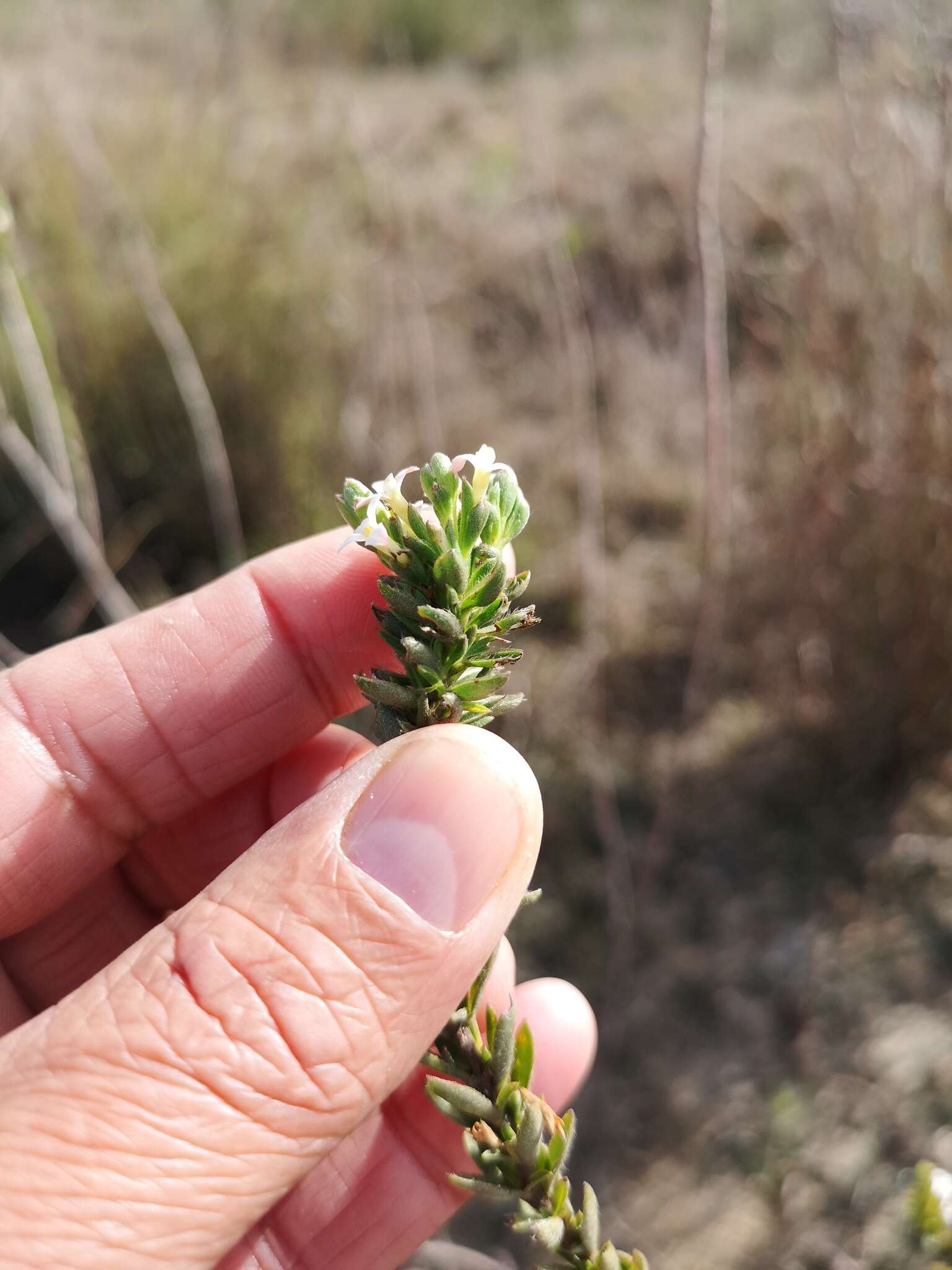 Image of Gnidia spicata (L. fil.) Gilg