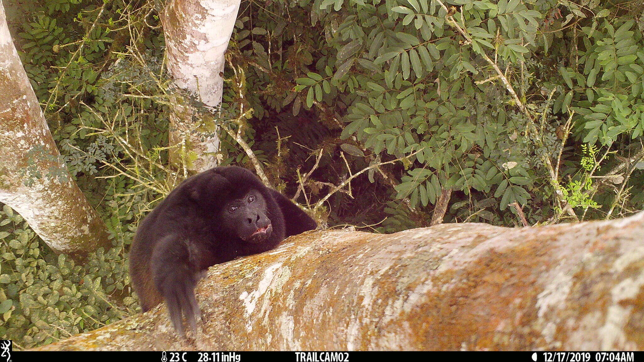 Image of Alouatta palliata aequatorialis (Festa 1903)