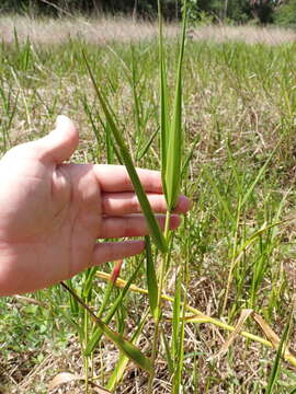 Plancia ëd Panicum hemitomon Schult.