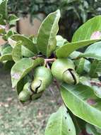 Image of wild guava